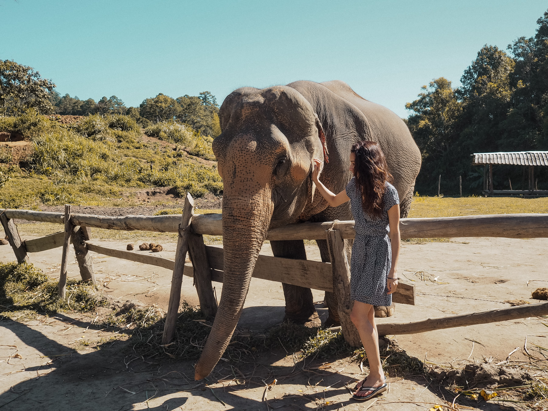 Elephants Chiang Mai